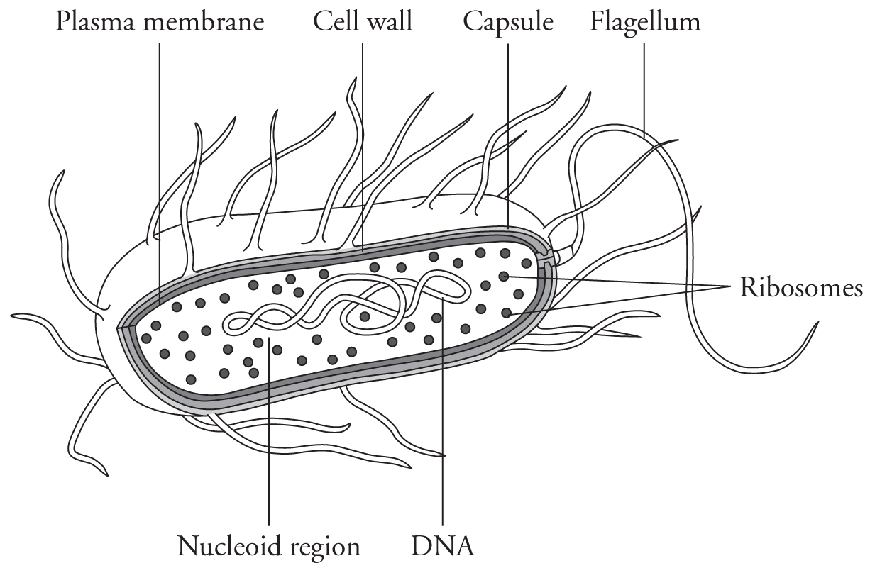 Eukaryotic cells is an example of a typical animal cell Figure 1-2 Animal - photo 2