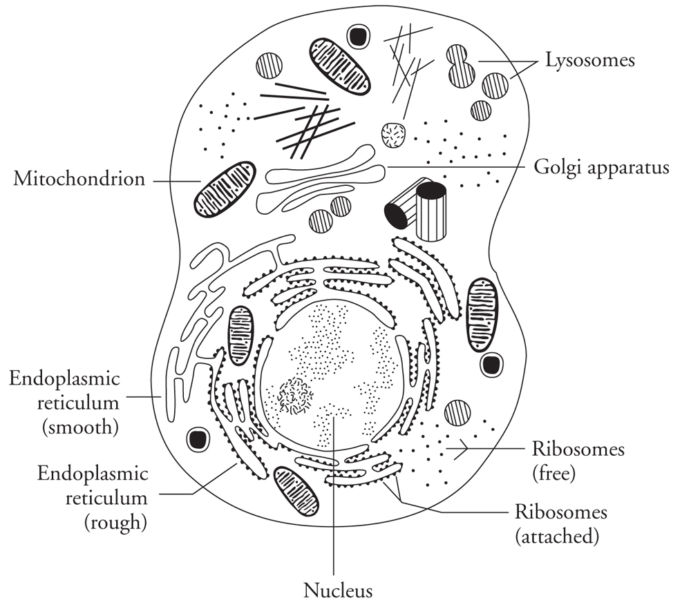 We will go through each organelle and the functionrole it plays in the cell - photo 3