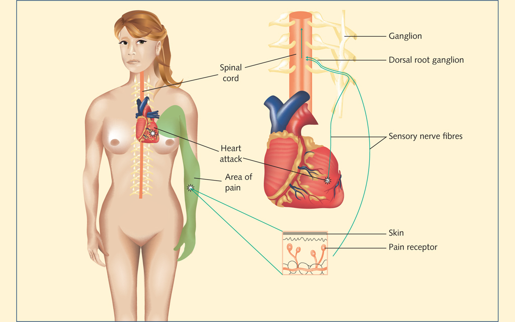 Referred pain Evidence of working the hands and feet to improve health is also - photo 4