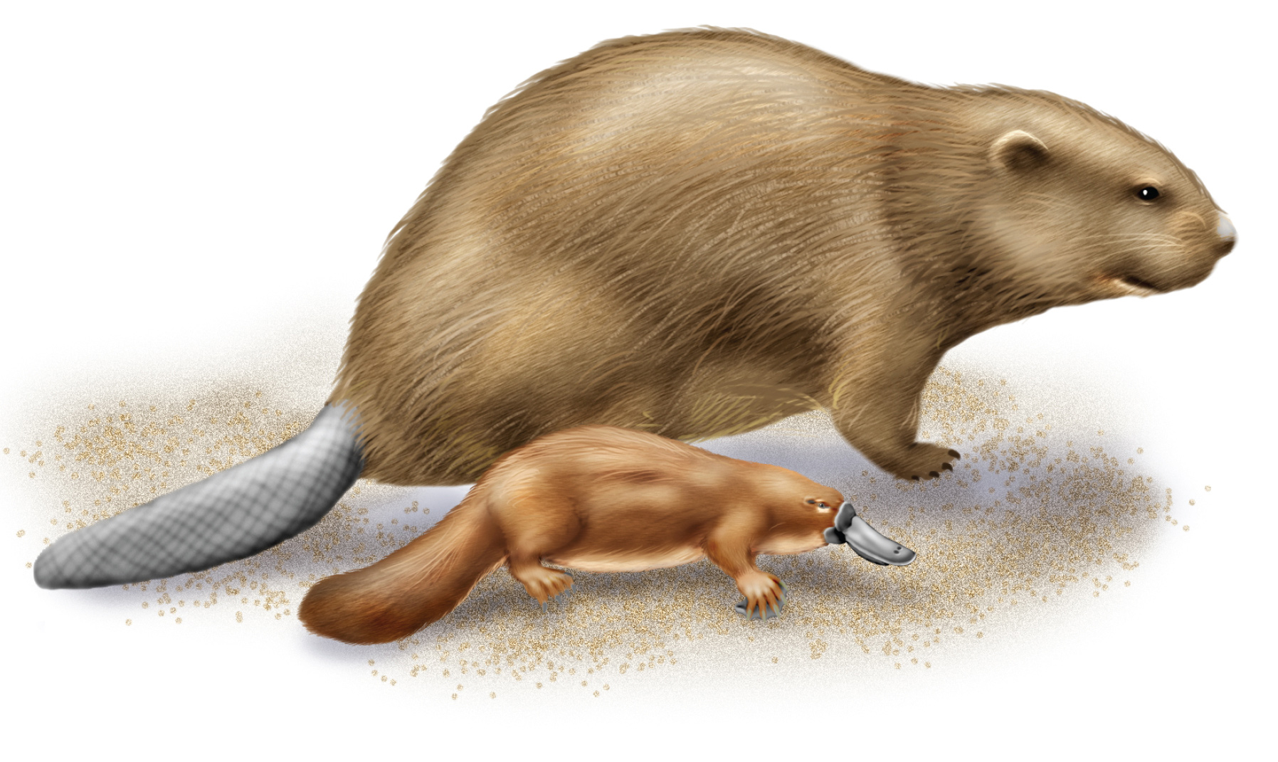 The platypus has thick slick fur She has a long strong tail like a beaver - photo 20