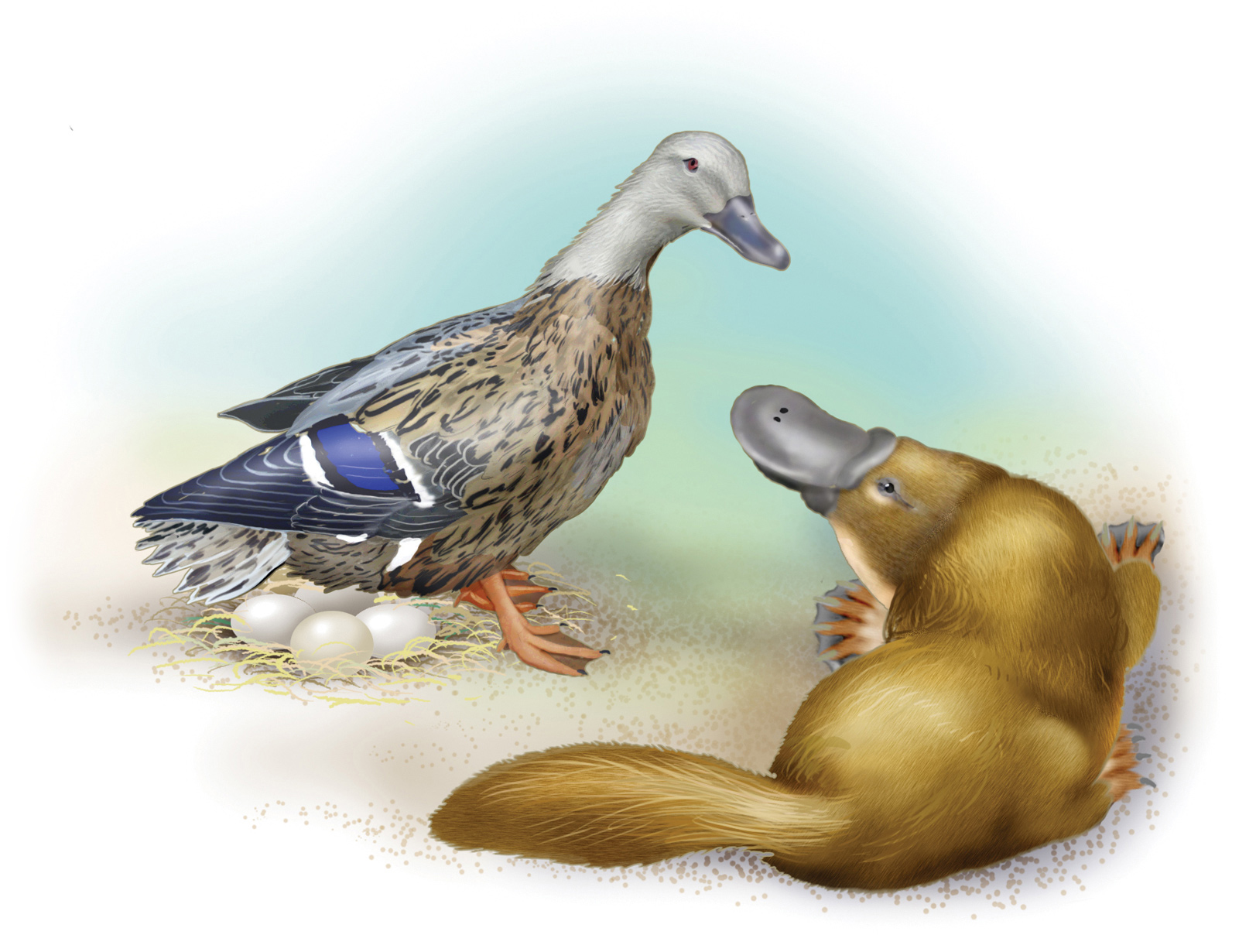 The platypus has webbed feet and a bill like a duck She lays eggs too But is - photo 24