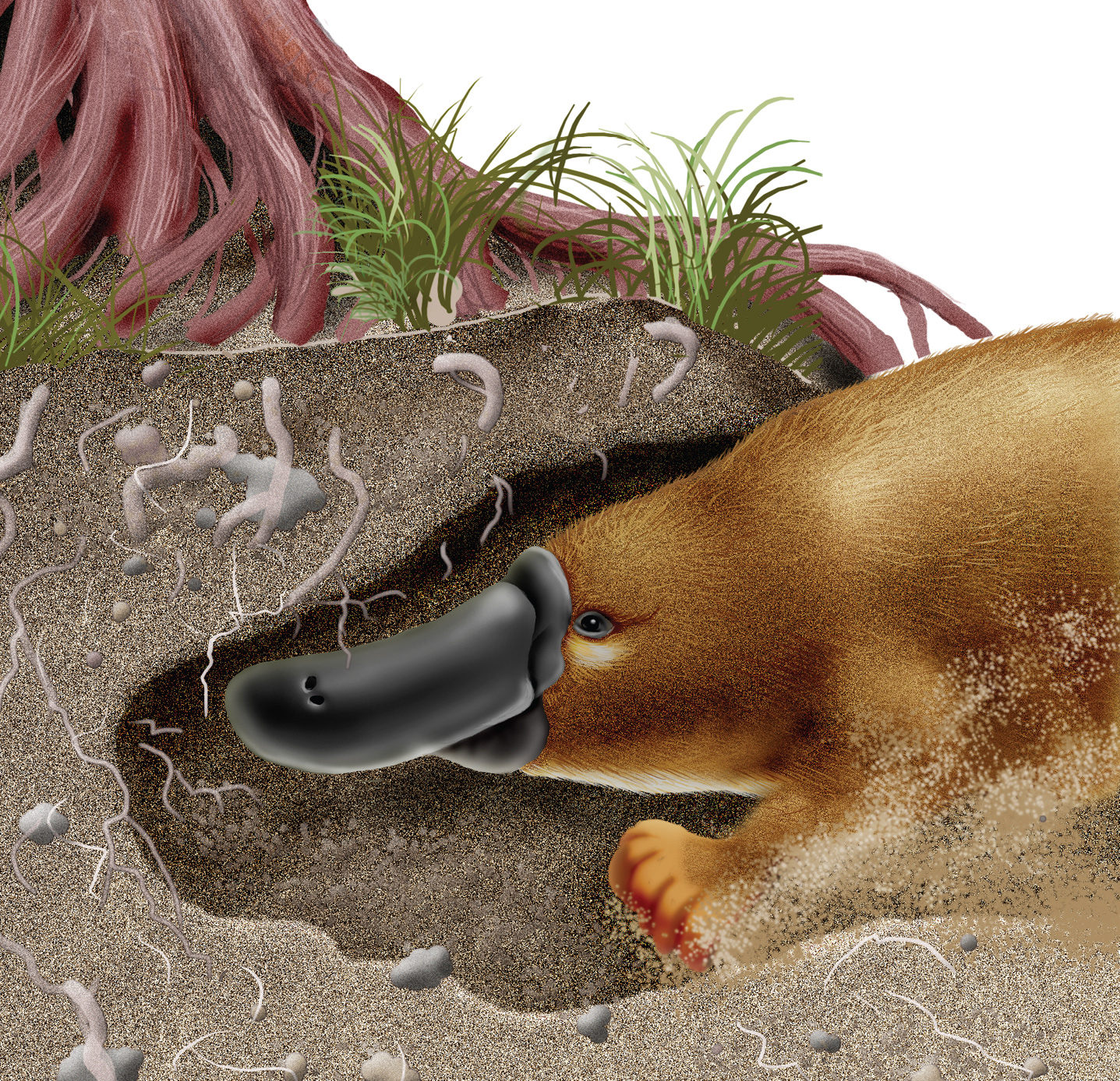 The platypus digs a tunnel in the mud - photo 28