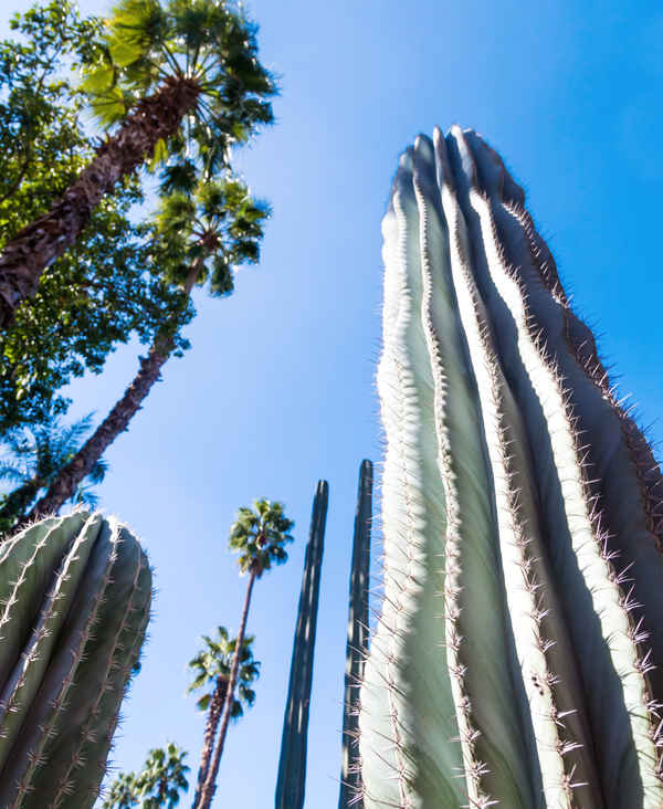 5 Majorelle Gardens French painter Jacques Majorelles flourishing homage to the - photo 7