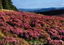 Wild flowerssea pinkson a cliff at the edge of the Atlantic along the west - photo 6