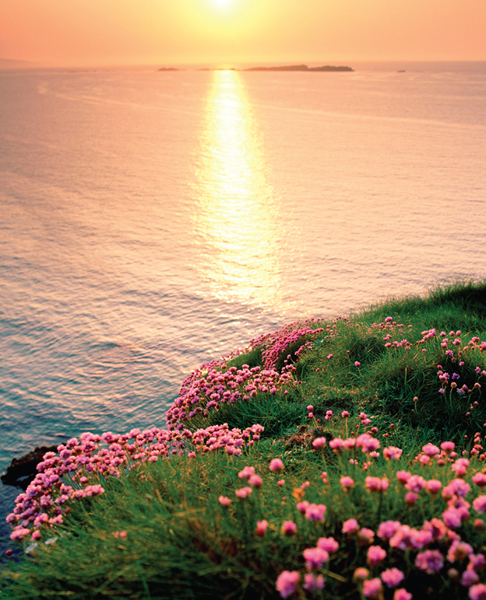 Wild flowerssea pinkson a cliff at the edge of the Atlantic along the west - photo 8