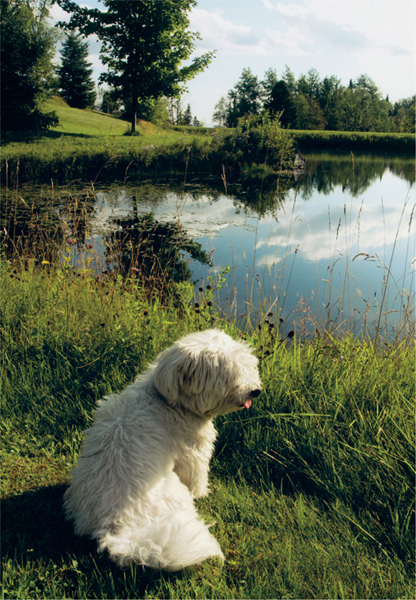 THIS IS A BORZOI BOOK PUBLISHED BY ALFRED A KNOPF Copyright 2014 by Judith - photo 2