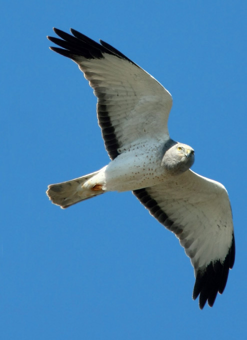 The Gray Ghost Among frequently seen hawks perhaps no other raptor commands - photo 2