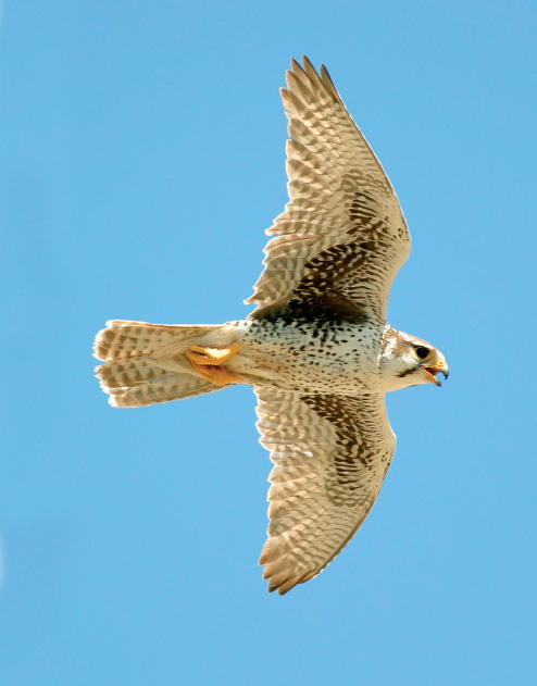 The Prairie Wraith There are many reasons to watch hawks in the American West - photo 5