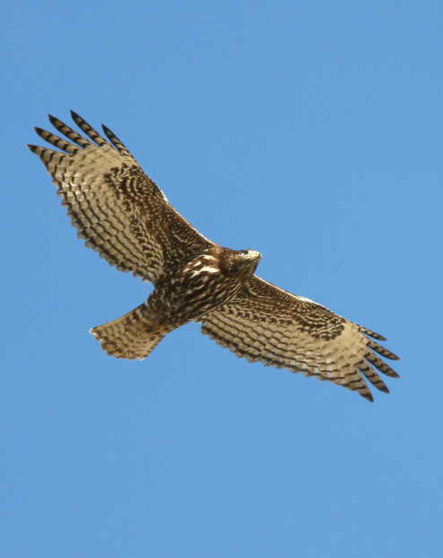 The Black Warrior John James Audubon may have officially named it the Harlans - photo 6