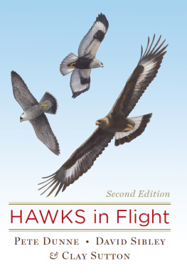 Pete Dunne - Hawks In Flight
