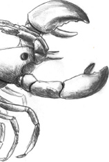 Consider the Cult of the Lobster In the second century Pausaniasthe ancient - photo 1