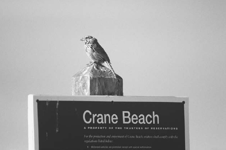 Crane Beach Cranes Beach I thank Charlie Shurcliff for his vast knowledge of - photo 1