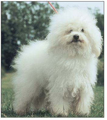 Italys Bichon breed the Bolognese is similar to the Coton and seen in a coat - photo 9