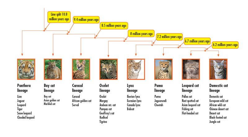 This feline family tree shows estimated dates of when new lines evolved - photo 7