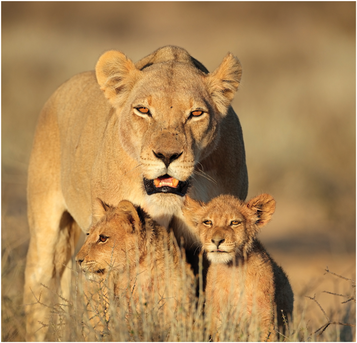 Lion cubs might look cute but when they grow older they will have to become - photo 3