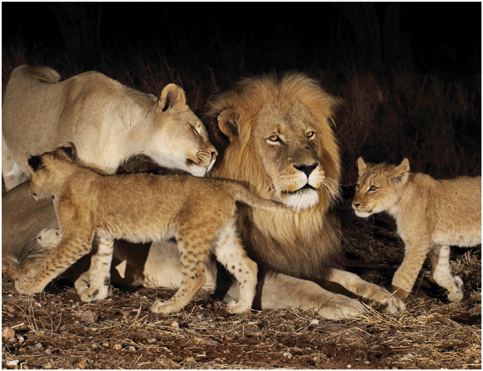 Lions are the most social cats Characteristics Lions live in groups called - photo 4