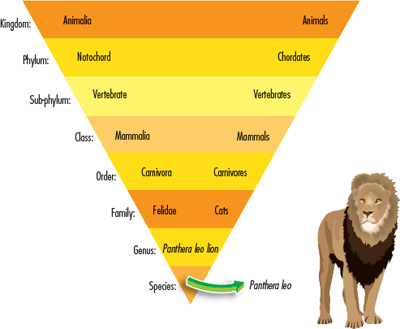 This diagram shows how the lion is classified Classification disagreements - photo 6