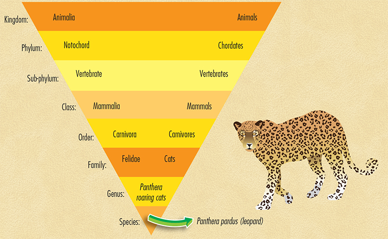 This diagram shows how the leopard is classified CARL LINNAEUS Carl Linnaeus - photo 6