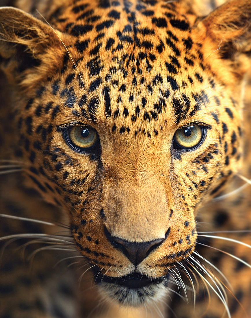 Leopards are amazing animals but many subspecies are struggling to survive in - photo 2