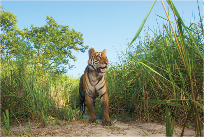 A wild Bengal tiger at home in the grassy Indian jungle All six living types - photo 8