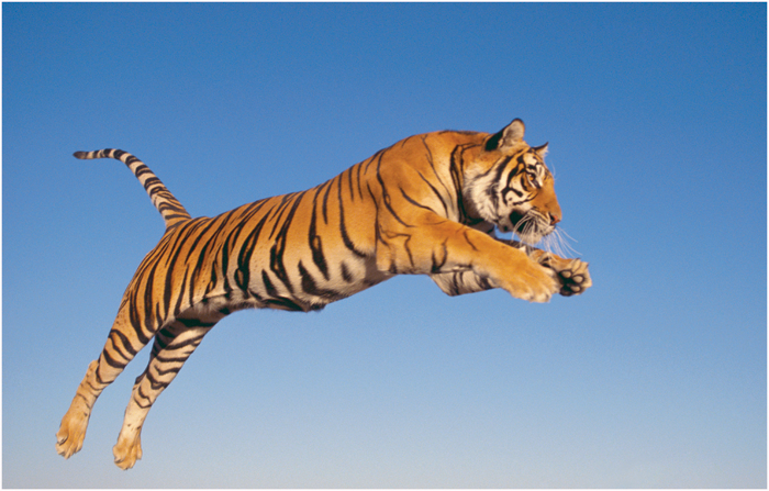 This Bengal tiger is in the middle of a breathtaking leap How are tigers - photo 4