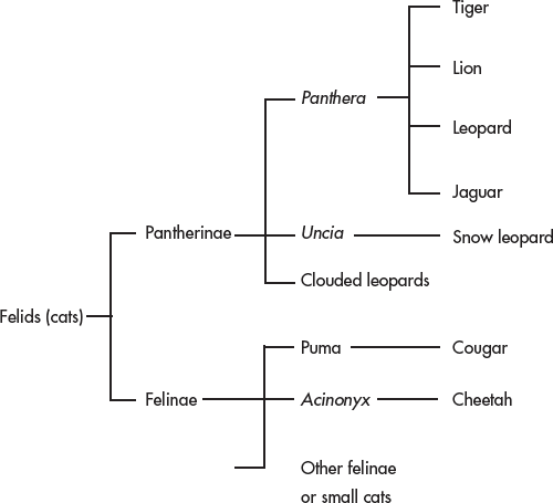 How are tigers classified Scientists classify all living things meaning they - photo 5