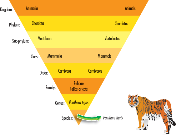 This diagram shows how the tiger is classified Six tigers There is only one - photo 6