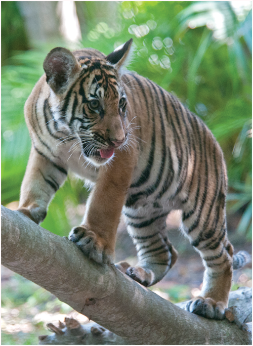 This is a rare Malayan tiger cub Where do tigers live A wild Bengal tiger - photo 7