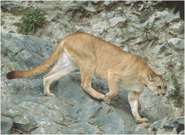 A pumas back legs are bigger and more powerful than its front legs Male pumas - photo 5