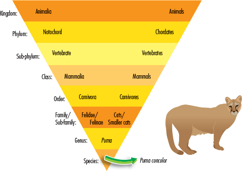 This diagram shows how the Puma is classified Although pumas are sometimes - photo 6