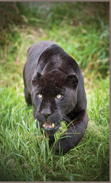 A female jaguar can have some cubs with patterned coats and some with black fur - photo 3