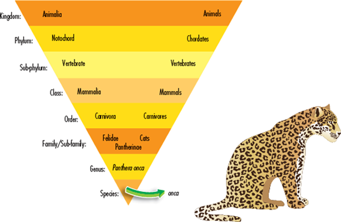 This diagram shows how the jaguar is classified CLASSIFICATION The word onca - photo 5