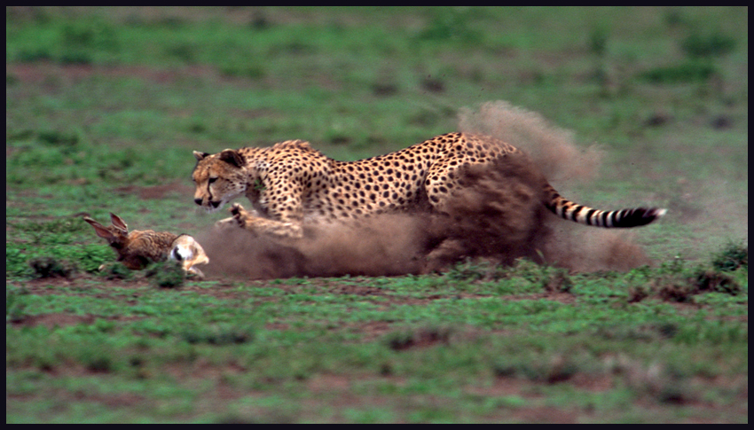 Big Cat Fact Cheetahs have no permanent homes or dens They spend their lives - photo 15