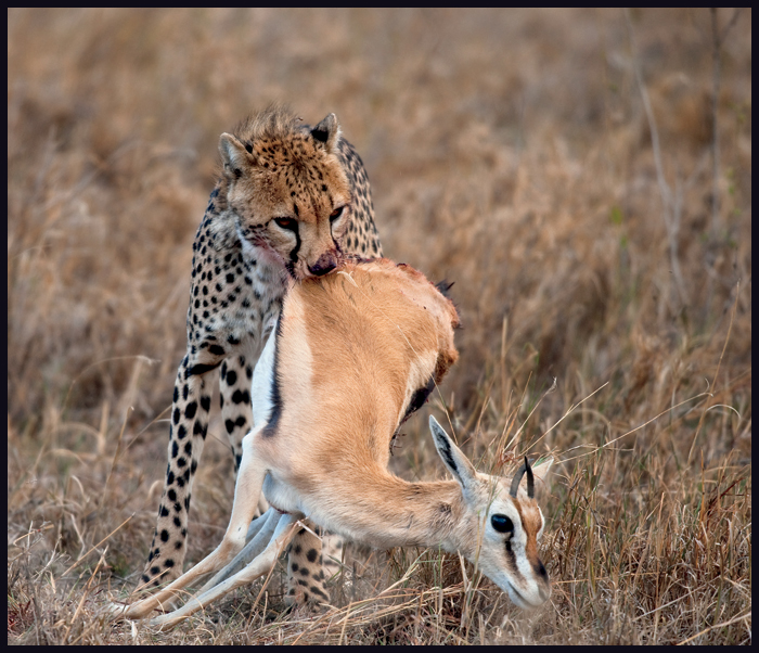 Female cheetahs hunt alone except when teaching their cubs this important - photo 16