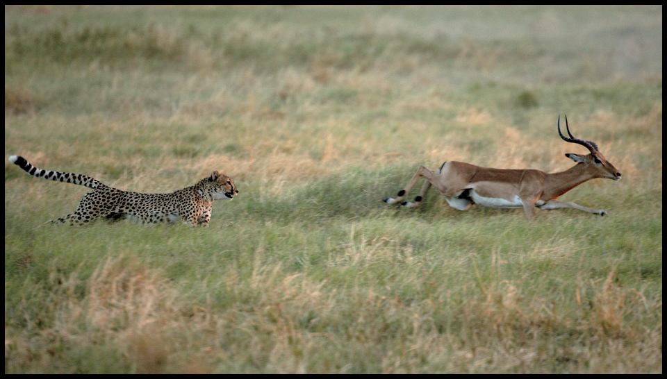 At first glance cheetahs look a lot like leopards Both of these big cats have - photo 7