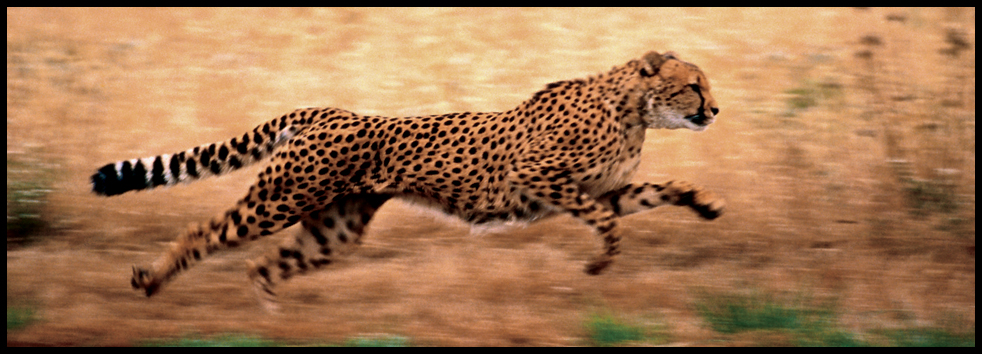 BUILT FOR SPEED Perhaps the only thing more amazing than the cheetahs beauty - photo 9