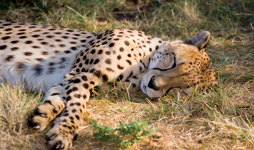 Big Cat Fact Cheetahs have whiskers but they are much shorter than those of - photo 10