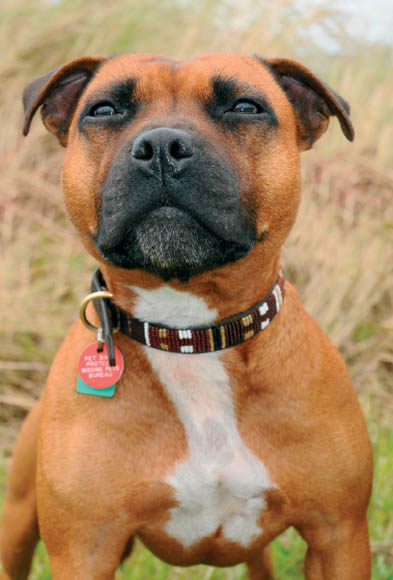 The loyal Staffordshire Bull Terrier is one of the most noble looking and - photo 2