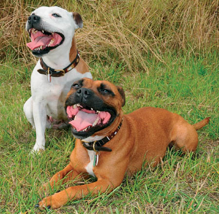 The breed nowadays still shows clear signs of its Bulldog and terrier ancestry - photo 3