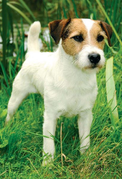 The Parson Russell Terrier is easily recognizable with his longer legs Like - photo 3