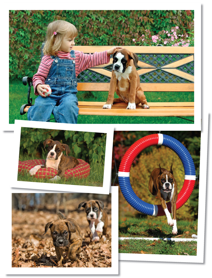 Contents Resources BOOKS The American Kennel Clubs Meet the Breeds - photo 3