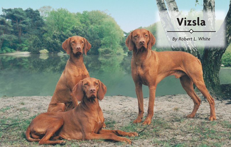 Contents Meet the Hungarian Vizsla an ancient hunting dog of the Magyar - photo 2