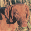 Meet the Hungarian Vizsla an ancient hunting dog of the Magyar tribes with a - photo 3