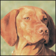 Learn the requirements of a well-bred Vizsla by studying the description of the - photo 5