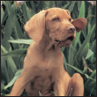 Find out about how to locate a well-bred Vizsla puppy Discover which questions - photo 6