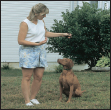 Begin with the basics of training the puppy and adult dog Learn the principles - photo 8