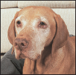 Know when to consider your Vizsla a senior and what special needs he will have - photo 10