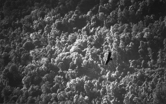 1-1 This photo of a soaring turkey vulture was taken in the Appalachian - photo 5