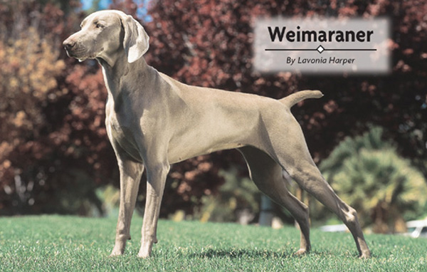 The gray ghost as the Weimaraner has been named has captured the imaginations - photo 1