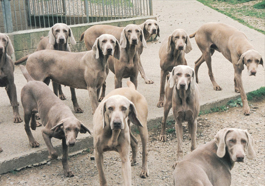 The gray ghost as the Weimaraner has been named has captured the imaginations - photo 3